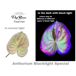 ANT A BLACKLIGHT SPECIAL