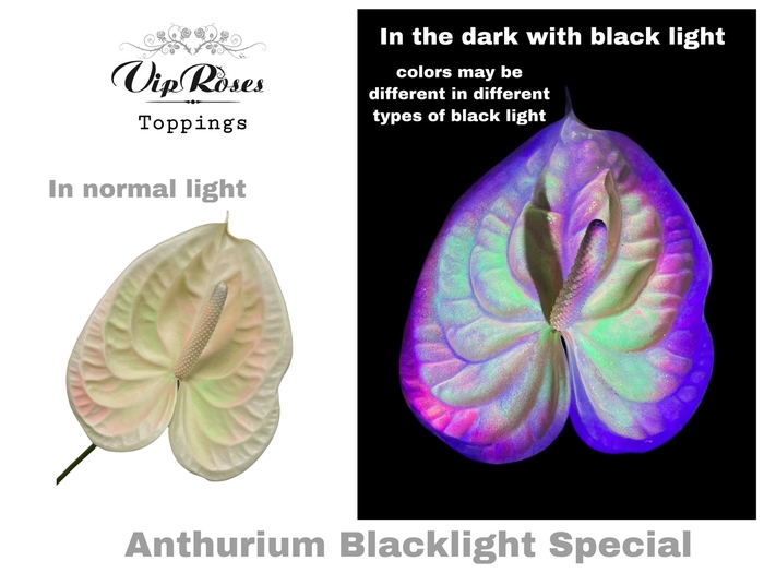 <h4>ANT A BLACKLIGHT SPECIAL</h4>