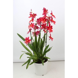 Cambria Nelly Isler toef 3 tak 19 cm