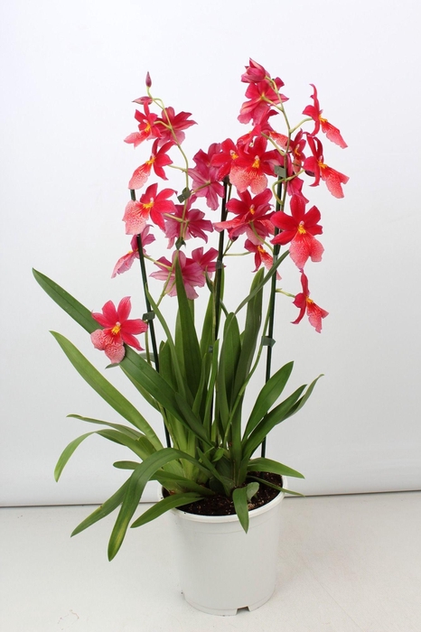 <h4>Cambria Nelly Isler toef 3 tak 19 cm</h4>