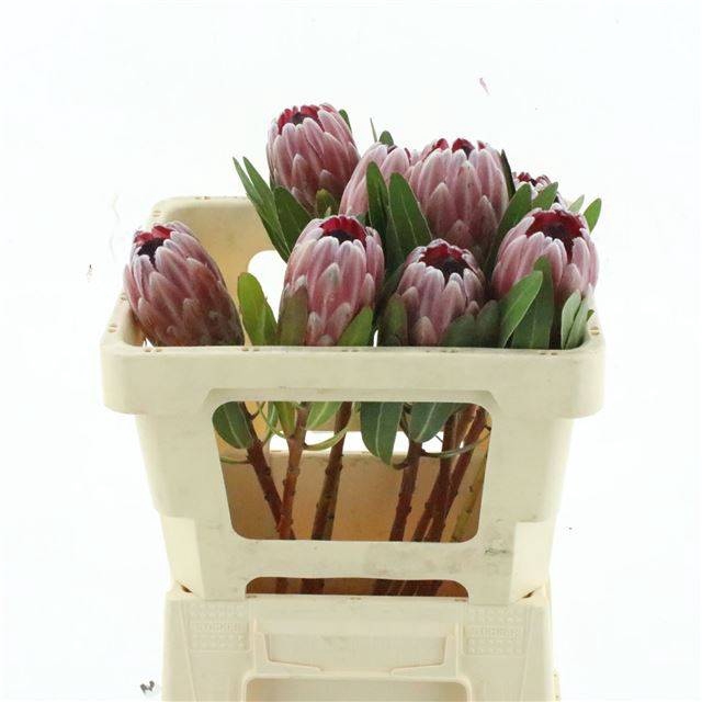 <h4>PROTEA PINK ICE</h4>