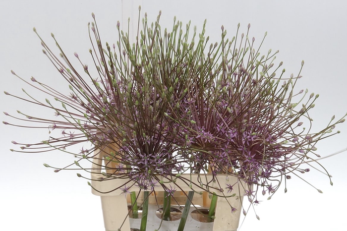 <h4>Allium Schubertii Xl 65</h4>