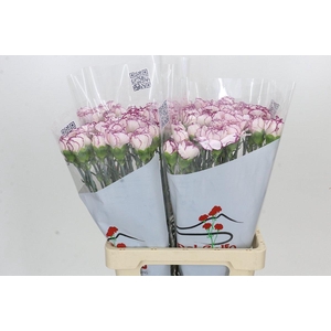Dianthus St Mudah