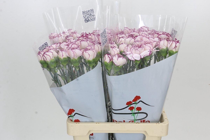 Dianthus St Mudah