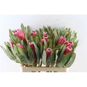 Protea Sheila