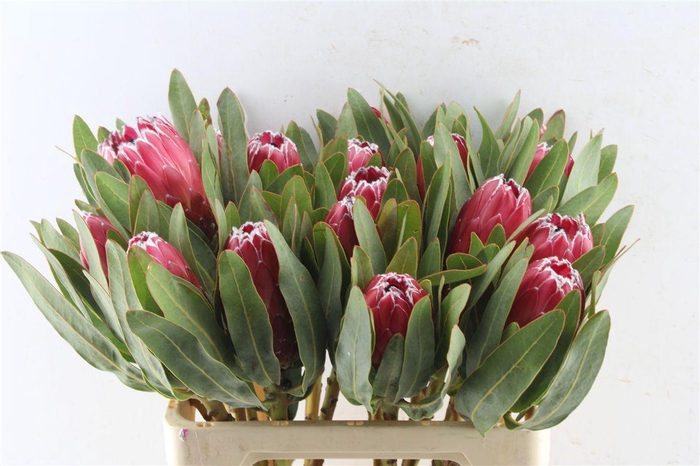 <h4>Protea Sheila</h4>