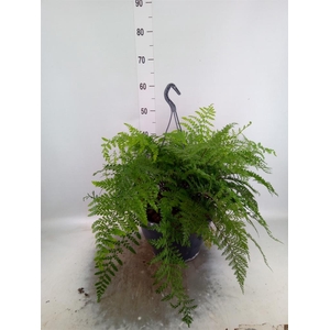 Asplenium  'Parvati'