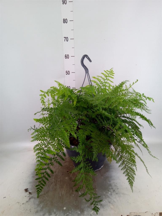 <h4>Asplenium  'Parvati'</h4>
