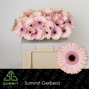 Gerbera Alliance Water