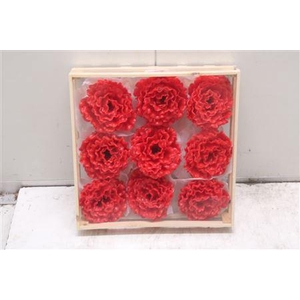 Wax Pioen Gr Rood