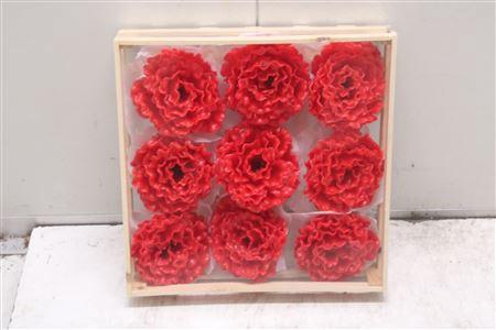 <h4>Wax Pioen Gr Rood</h4>