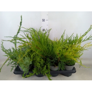 Juniperus   ...