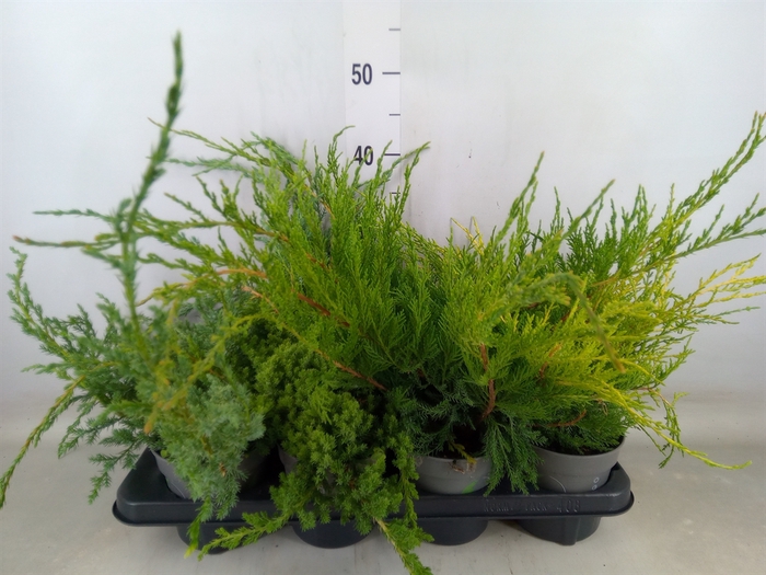 <h4>Juniperus   ...</h4>