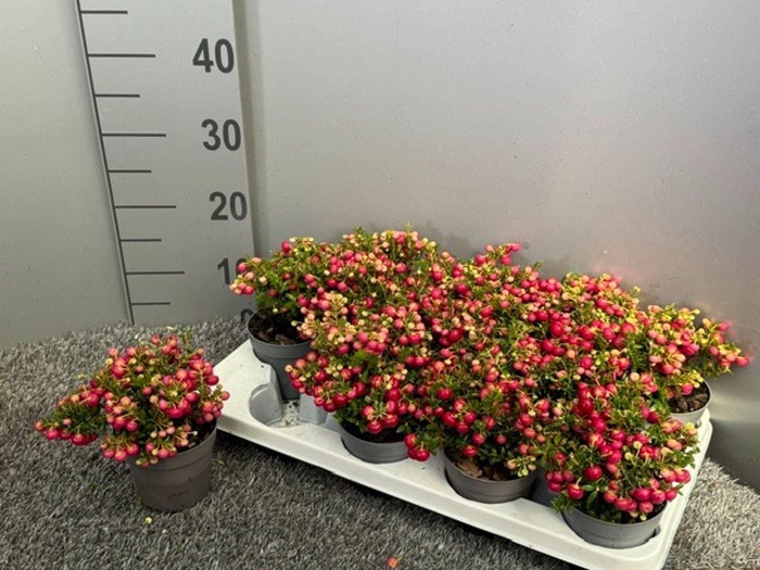 <h4>Gaultheria</h4>