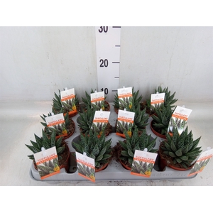 Haworthia   ...