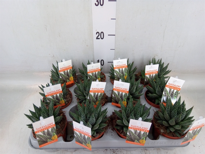 <h4>Haworthia   ...</h4>