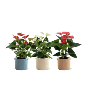 Anthurium 3 color mix in Charlotte ceramics