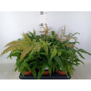 Adiantum tenerum 'Scutum Roseum'