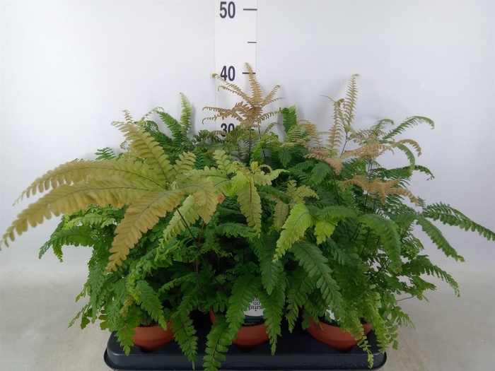 <h4>Adiantum tenerum 'Scutum Roseum'</h4>