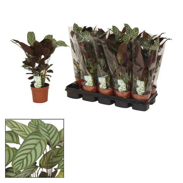 <h4>Calathea 12cm Compactstar (Ctenanhte)</h4>