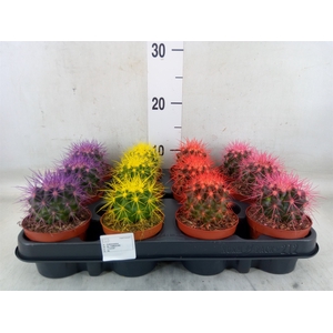 Echinocactus grusonii