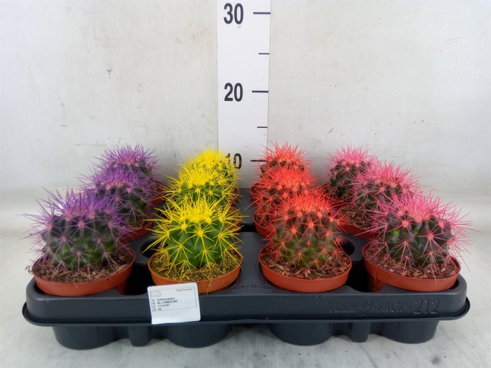 <h4>Echinocactus grusonii</h4>