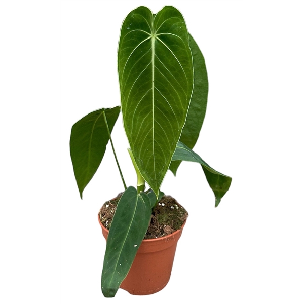 Anthurium Warocqueanum x Waterburyanum