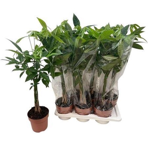 Pachira Aquatica