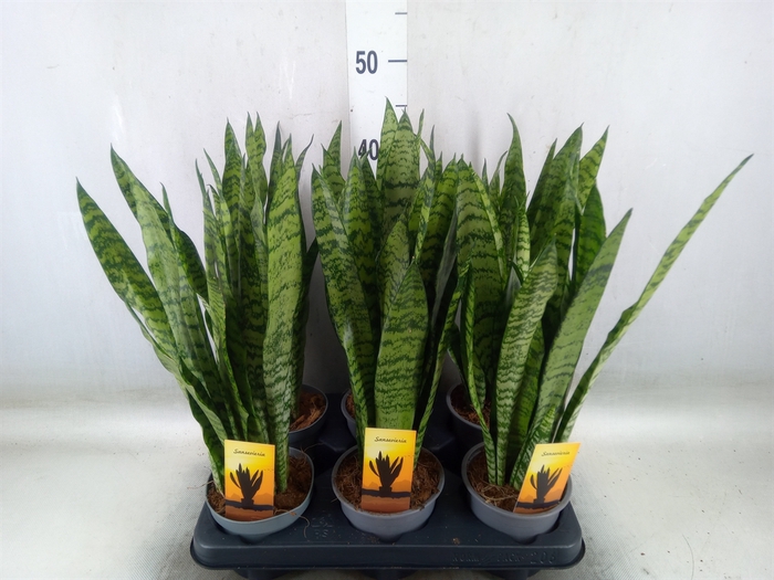 <h4>Sansevieria zeylanica</h4>