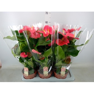 Anthurium andr. 'California'