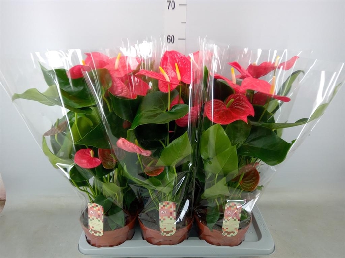 <h4>Anthurium andr. 'California'</h4>