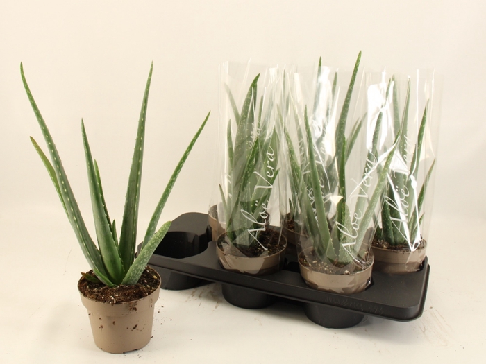 <h4>ALOE VERA</h4>