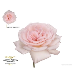 Rosa garden prince jardinier