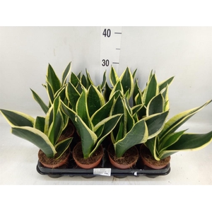 Sansevieria trifa. 'Black Gold'