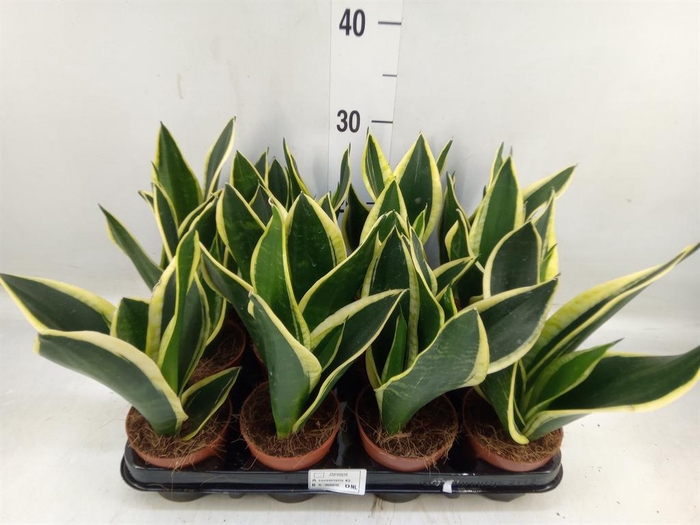<h4>Sansevieria trifa. 'Black Gold'</h4>