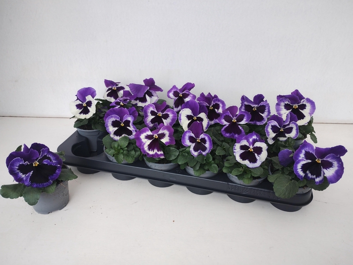 <h4>VIO WI DEL VIOL+FACE</h4>