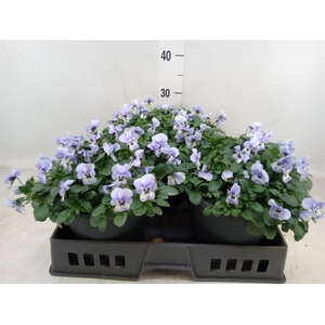 Viola corn. 'Evo Mini Marina'