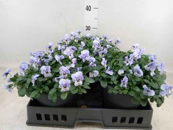 <h4>Viola corn. 'Evo Mini Marina'</h4>