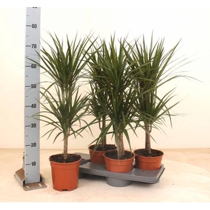 DRA MARGINATA