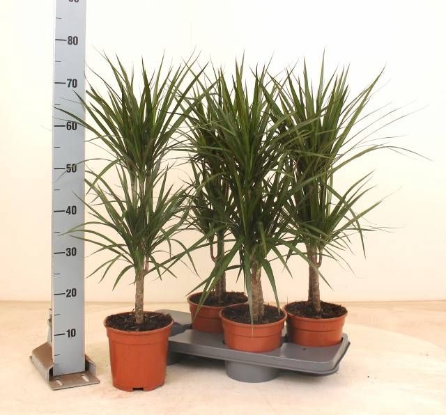 <h4>DRA MARGINATA</h4>