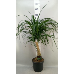 Beaucarnea recurvata