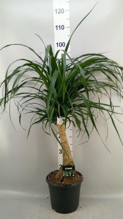 <h4>Beaucarnea recurvata</h4>