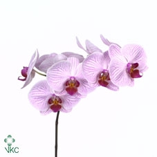 PHAL SHANGHAI