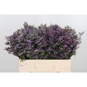 Lim Safora Dark Blue