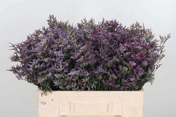 <h4>Lim Safora Dark Blue</h4>