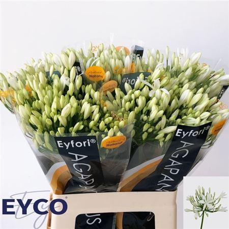 <h4>Agapanthus Eyfori White</h4>