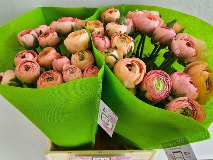 <h4>Ran El Salmon</h4>