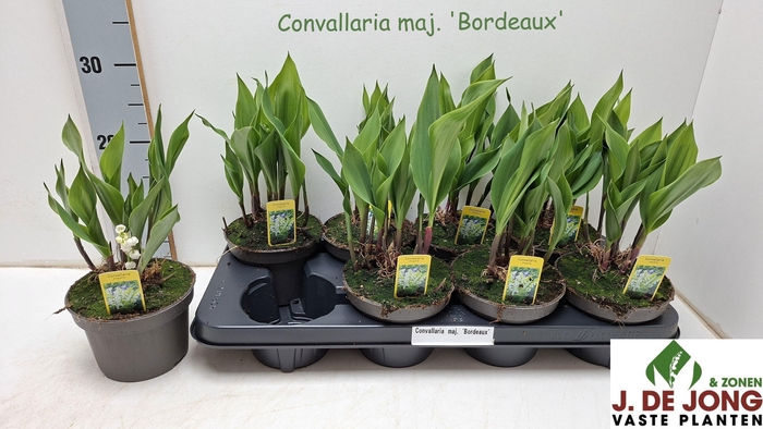 <h4>CONVALL MAJALIS OV</h4>