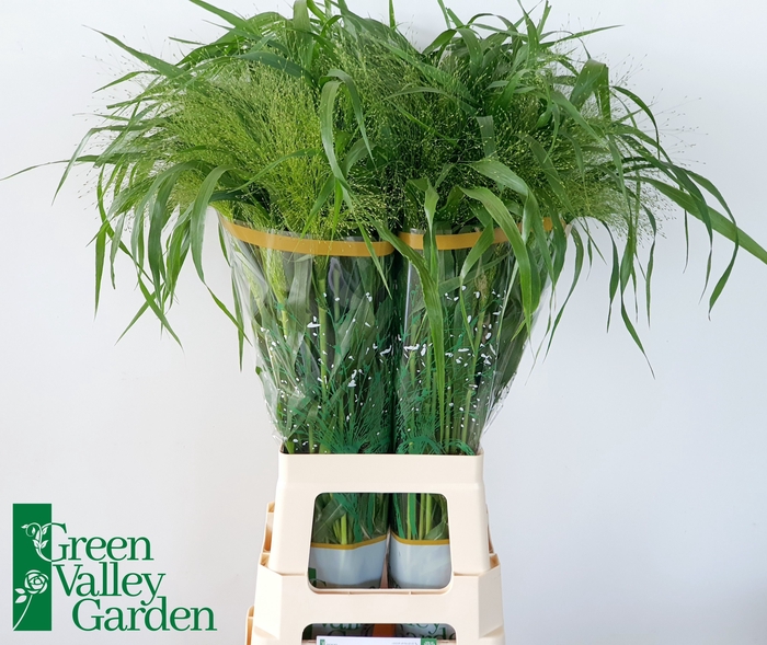 <h4>Panicum Fountain Green Valley</h4>