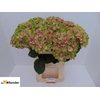 Hydrangea mag amethyst